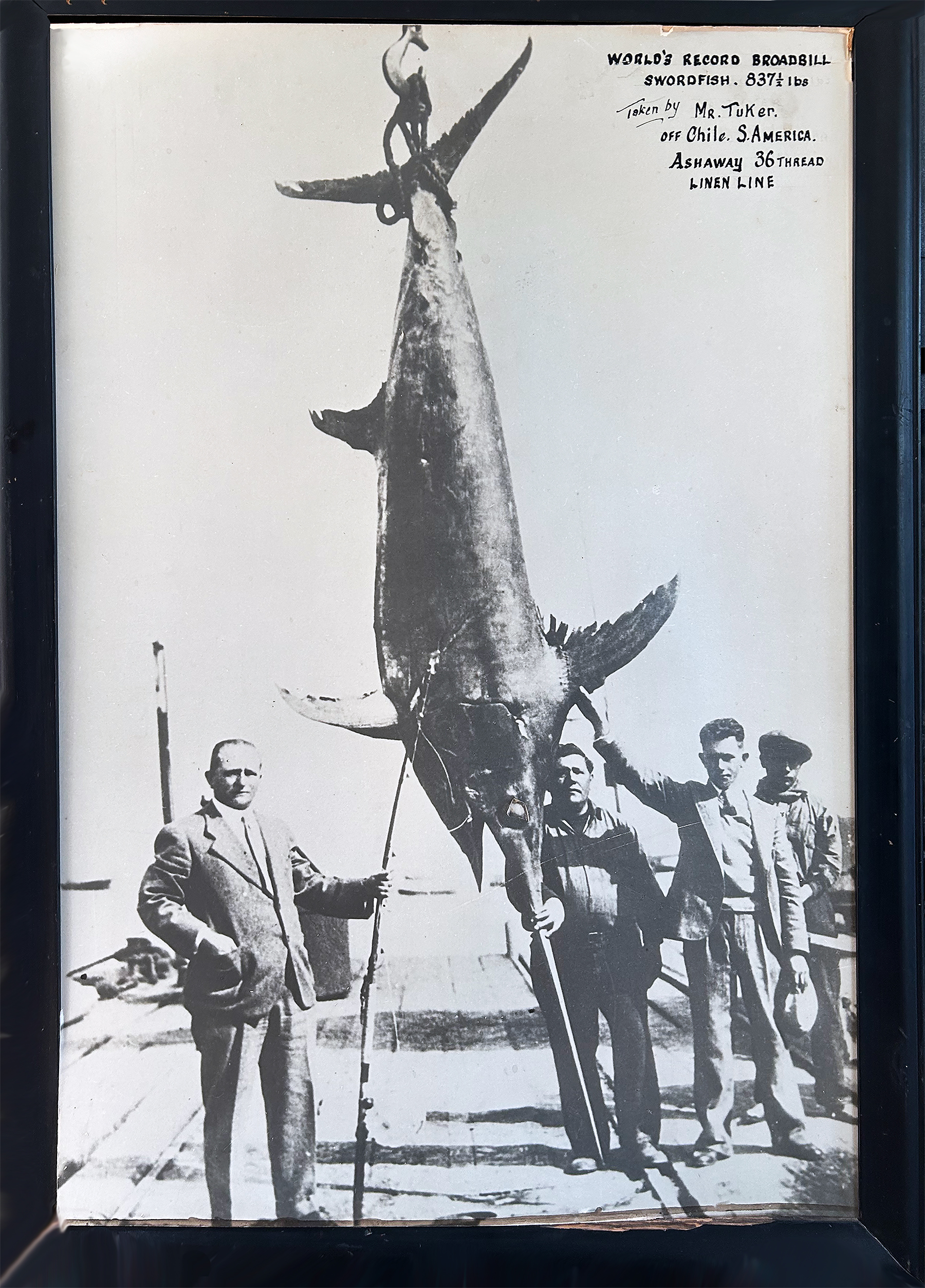 world record swordfish